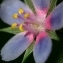  Jacques Maréchal - Lysimachia arvensis subsp. caerulea (Hartm.) B.Bock