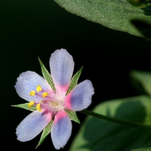 Anagallis arvensis subsp. caerulea Hartm. (Mouron bleu)