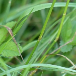 Photographie n°160892 du taxon Agrostis capillaris L. [1753]