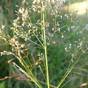  - Agrostis capillaris L. [1753]