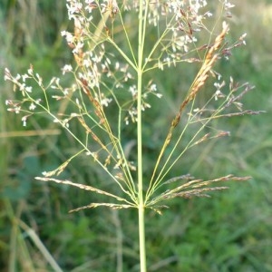 Agrostis hispida var. varians (Thuill.) Loisel. (Agrostide capillaire)