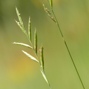 Festuca gracilis Bernh. (Brachypode penné)