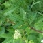  Pascal BERGEOT - Filipendula ulmaria (L.) Maxim. [1879]