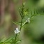  Pascal BERGEOT - Vicia hirsuta (L.) Gray [1821]