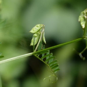 Photographie n°160918 du taxon Vicia hirsuta (L.) Gray [1821]