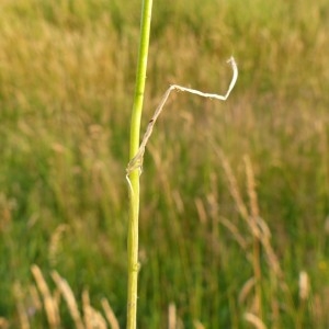 Photographie n°160920 du taxon Allium vineale L. [1753]