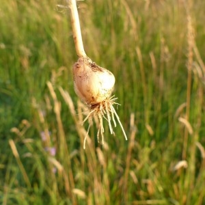 Photographie n°160921 du taxon Allium vineale L. [1753]