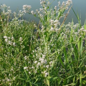 Photographie n°160936 du taxon Lepidium latifolium L.