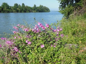 Dominique Remaud, le  6 juillet 2013 (Limay (Bord de Seine du côté de Dennemont))