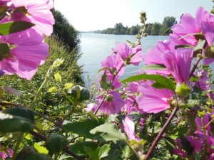 Dominique Remaud, le  6 juillet 2013 (Limay (Bord de Seine du côté de Dennemont))