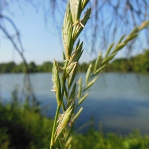 Agropyron boroei Legrand (Chiendent officinal)