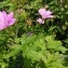  Dominique Remaud - Geranium nodosum L.