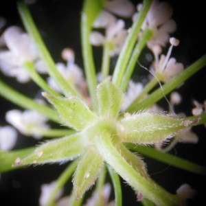 Photographie n°160977 du taxon Chaerophyllum temulum L.