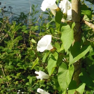 Photographie n°160980 du taxon Convolvulus sepium L.