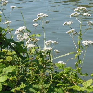 Photographie n°160989 du taxon Valeriana officinalis L.