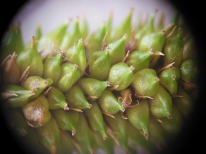 Dominique Remaud, le  6 juillet 2013 (Limay (Bord de Seine du côté de Dennemont))