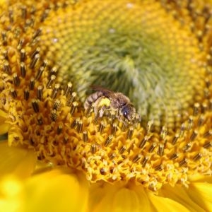 Photographie n°161009 du taxon Helianthus annuus L. [1753]