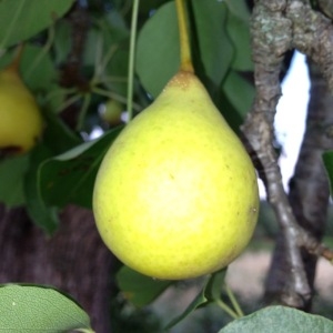 Photographie n°161013 du taxon Pyrus communis L. [1753]