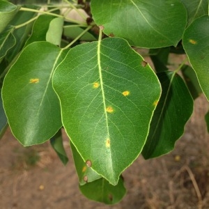 Photographie n°161014 du taxon Pyrus communis L. [1753]