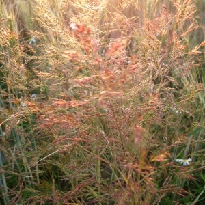  - Apera spica-venti (L.) P.Beauv. [1812]