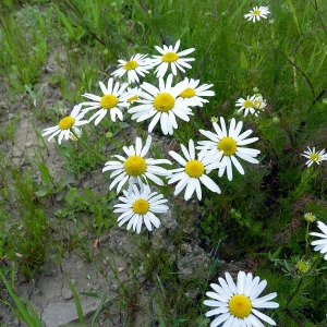 Photographie n°161050 du taxon Tripleurospermum inodorum (L.) Sch.Bip. [1844]