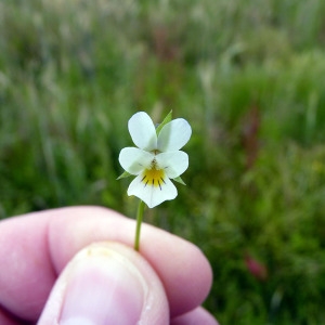 Photographie n°161058 du taxon Viola arvensis Murray [1770]