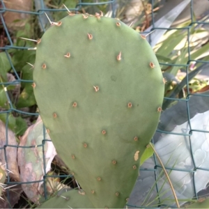 Photographie n°161070 du taxon Opuntia ficus-indica (L.) Mill. [1768]