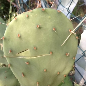 Photographie n°161071 du taxon Opuntia ficus-indica (L.) Mill. [1768]