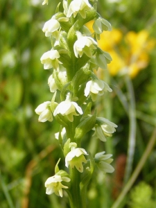 Jean-Claude Calais, le  8 juillet 2013 (Aurelle-Verlac)