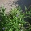  Jean-Michel LEGRAND - Epilobium tetragonum subsp. tetragonum