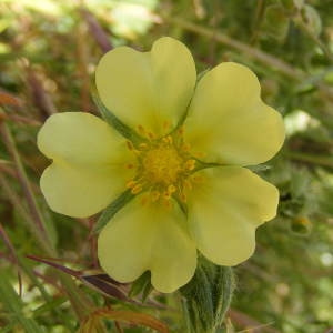  - Potentilla recta L. [1753]