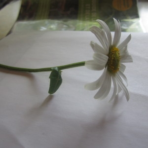 Photographie n°161225 du taxon Leucanthemum vulgare Lam. [1779]