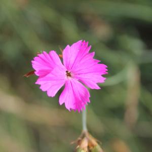 Photographie n°161227 du taxon Dianthus carthusianorum L. [1753]