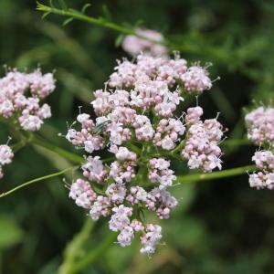 Photographie n°161237 du taxon Valeriana officinalis L. [1753]