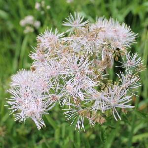 Photographie n°161239 du taxon Thalictrum aquilegiifolium L. [1753]