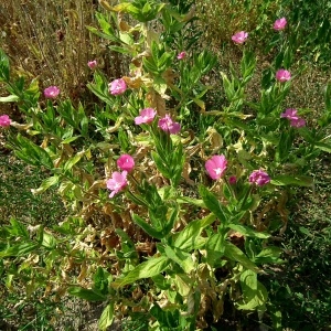 Photographie n°161241 du taxon Epilobium hirsutum L.