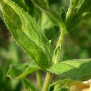 Photographie n°161242 du taxon Epilobium hirsutum L.