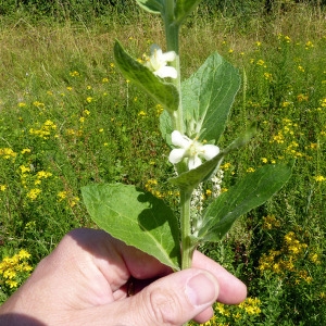 Photographie n°161301 du taxon Verbascum x thapsi L. [1763]