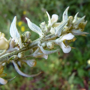  - Verbascum lychnitis f. album (Mill.) W.D.J.Koch