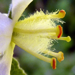 Verbascum ×thapsi L. (Molène bâtarde)