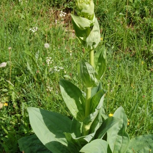 Photographie n°161334 du taxon Gentiana lutea L. [1753]