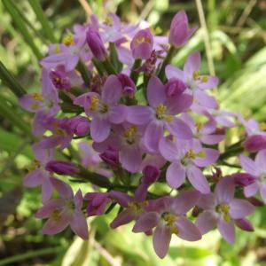 Photographie n°161344 du taxon Centaurium erythraea Rafn [1800]