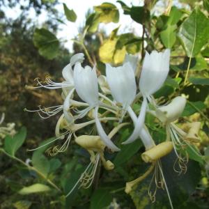 Photographie n°161354 du taxon Lonicera periclymenum L. [1753]