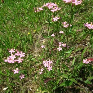 Photographie n°161361 du taxon Centaurium erythraea Rafn [1800]