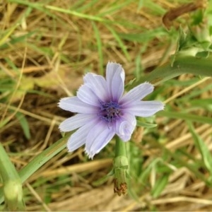 Photographie n°161416 du taxon Cichorium intybus L. [1753]