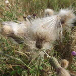 Photographie n°161802 du taxon Cirsium arvense (L.) Scop. [1772]