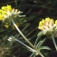  Liliane Roubaudi - Anthyllis vulneraria L. [1753]