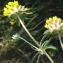  Liliane Roubaudi - Anthyllis vulneraria L. [1753]