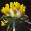  Liliane Roubaudi - Anthyllis vulneraria L. [1753]