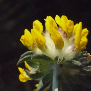 Anthyllis vulneraria L. (Anthyllide vulnéraire)